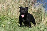 STAFFIE 062